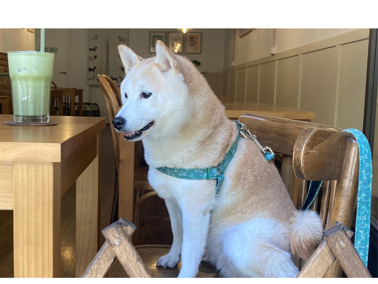 Best dog harness outlet for shiba inu