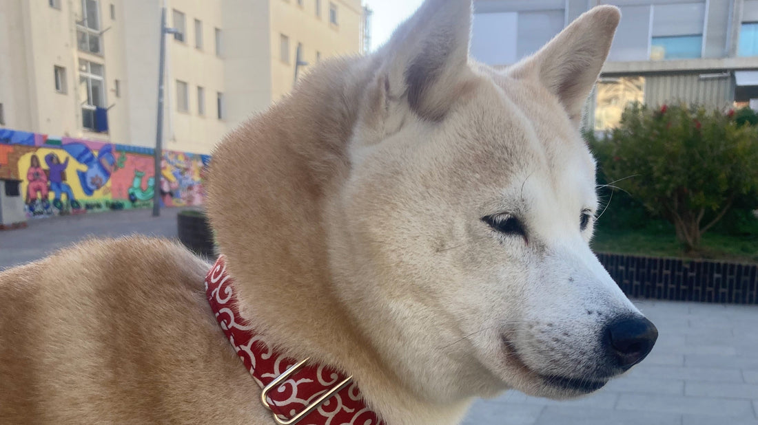 Una Shiba Inu preciosa con collar japonés karakusa rojo.