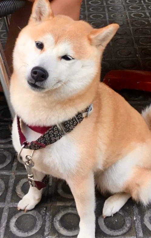 shiba inu con collar martingale