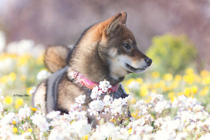 SAKURA, Utilizado para foto web, Estado Perfecto